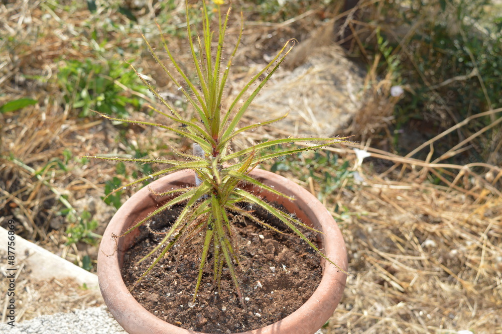 Roridula gorgonias