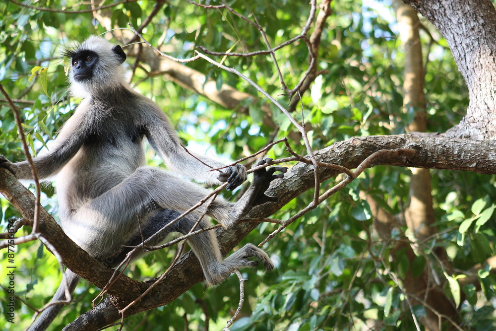 Hanuman Langur Monkey on the branch at Anuradhapura (Sri Lanka)