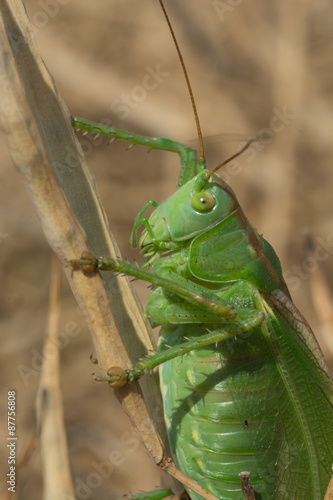Great Green Bush-Cricket - Grünes Heupferd © greenphotoKK