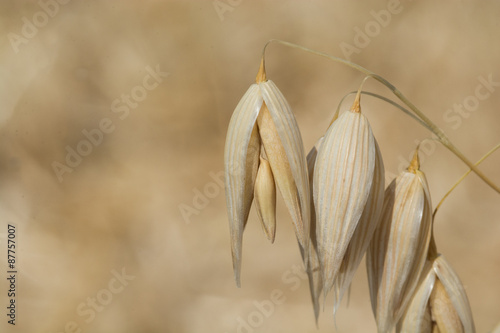 Oat Field