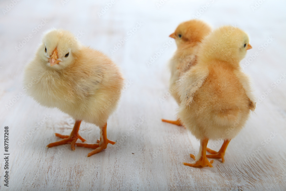 Yellow chickens Yellow chickens