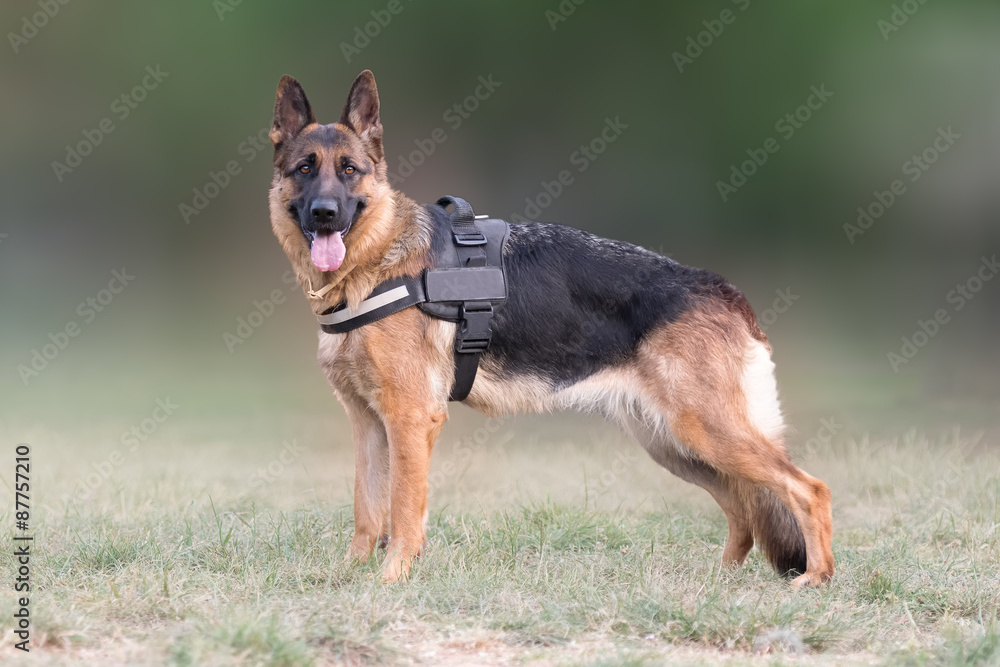 Wolf dog (German shepherd) portrait.