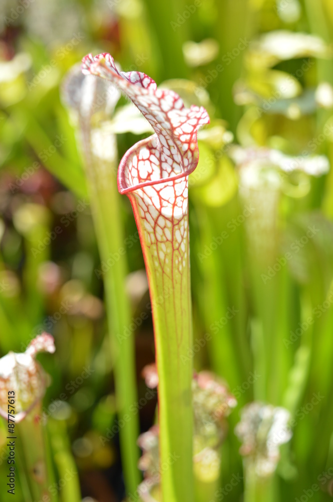 Sarracenia blanche et rouge
