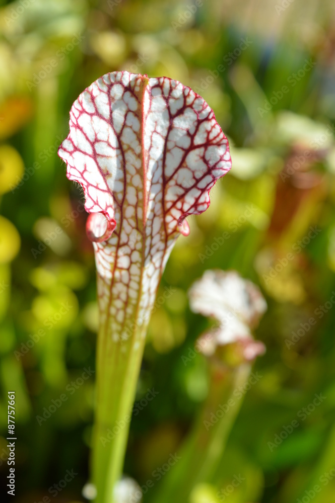 Sarracenia blanche et rouge