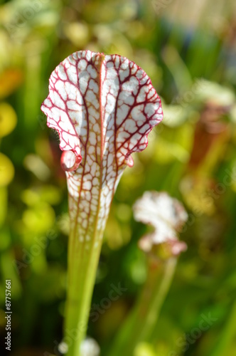 Obraz na płótnie Sarracenia blanche et rouge w salonie