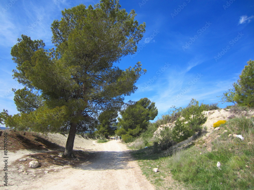 Mediterranean Aleppo Pine (Pinus halepensis) Mediterranean Aleppo Pine (Pinus halepensis)