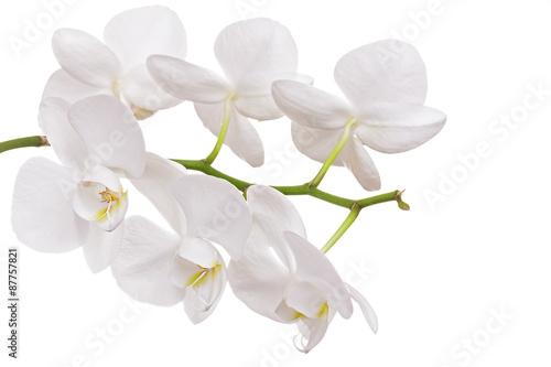 Fototapeta Naklejka Na Ścianę i Meble -  Beautiful orchid on white background 