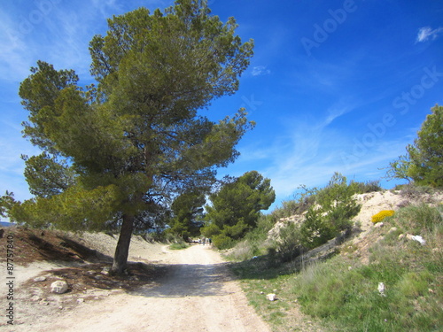 Mediterranean Aleppo Pine (Pinus halepensis)