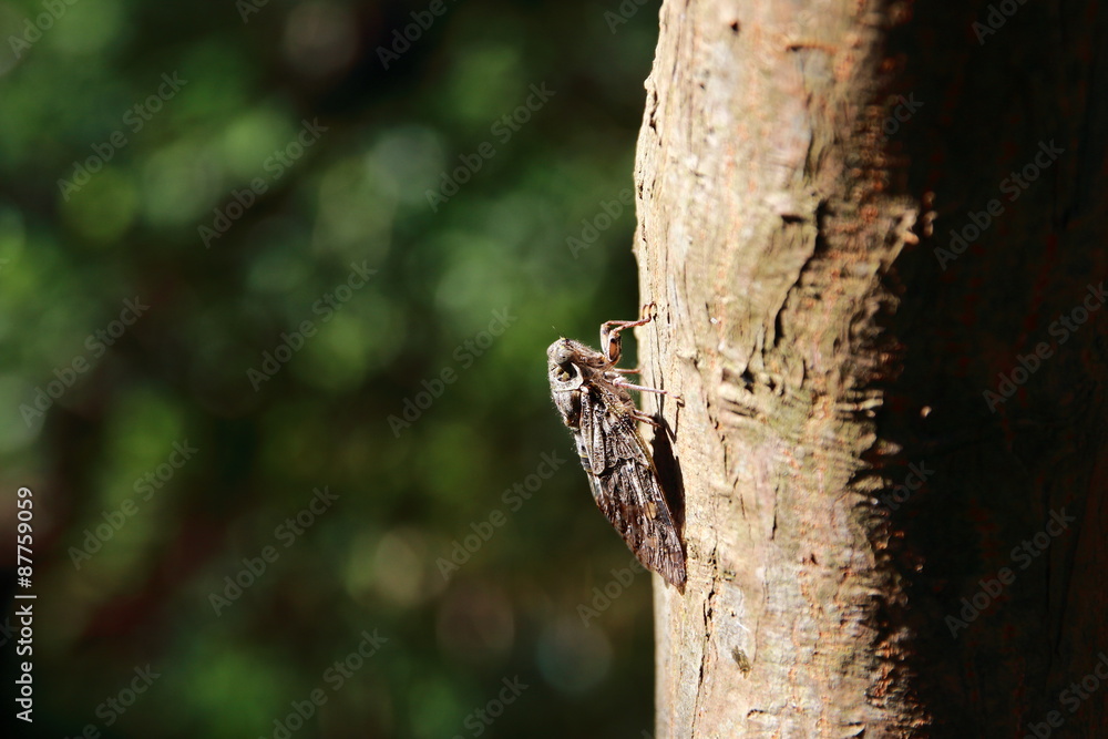 Obraz premium 蝉の声