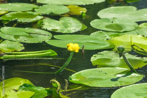 Fototapeta Naklejka Na Ścianę i Meble -  Цветущие желтые лилии на озере