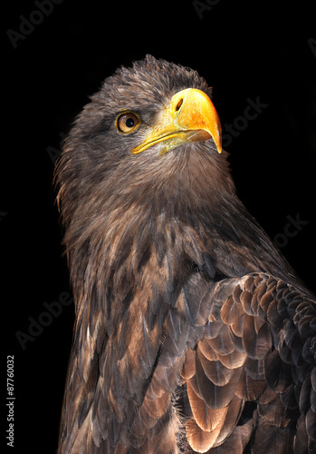 sea eagle  photo