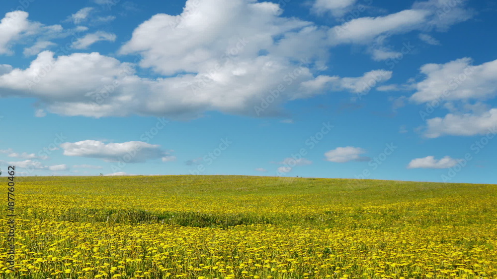 Timelapse shot of glade of dandelions on springtime
Timelapse shot of glade of dandelions on springtime