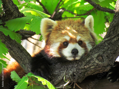 Fotografie レッサーパンダ