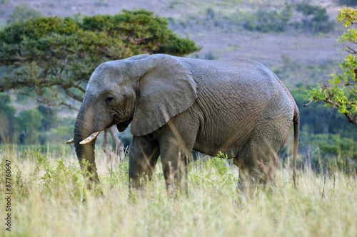 African Elephant                         