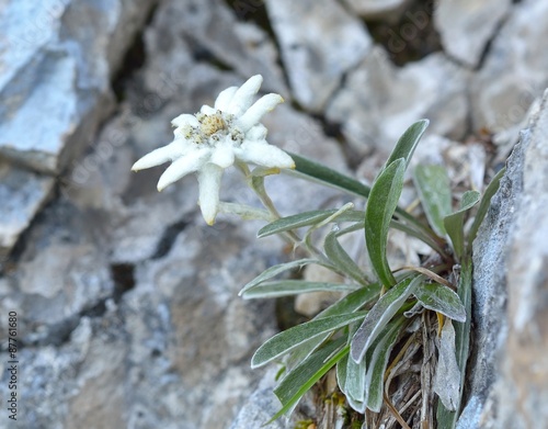 Edelweiss (Leontopodium alpinum) in natural habitat
