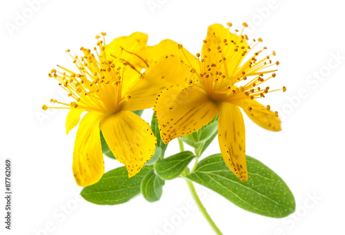 St. John's wort isolated on white background photo