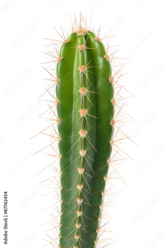 cactus isolated on white background cactus isolated on white background
