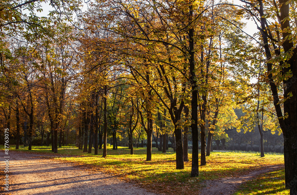 Fototapeta premium Autumn