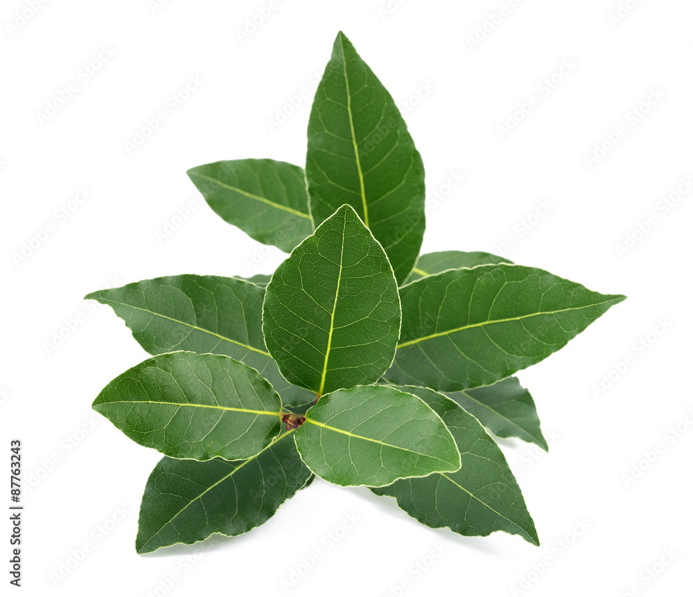 Laurel Laurel