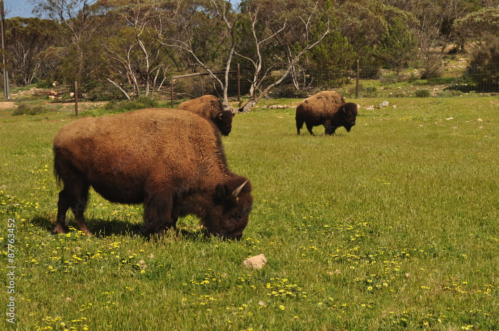 Bison in national park, Australia. Bison in national park, Australia.