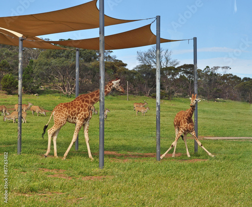Rothschild s giraffes in national park. 