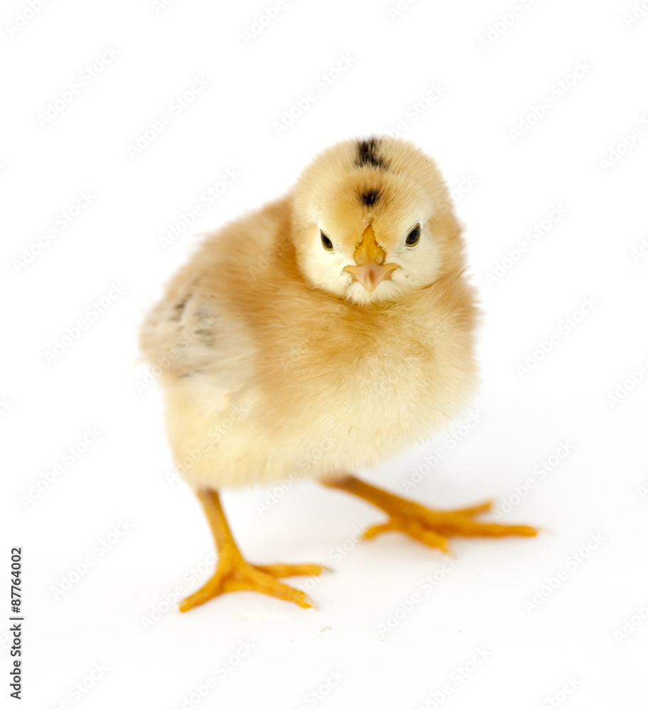 Obraz premium little chick