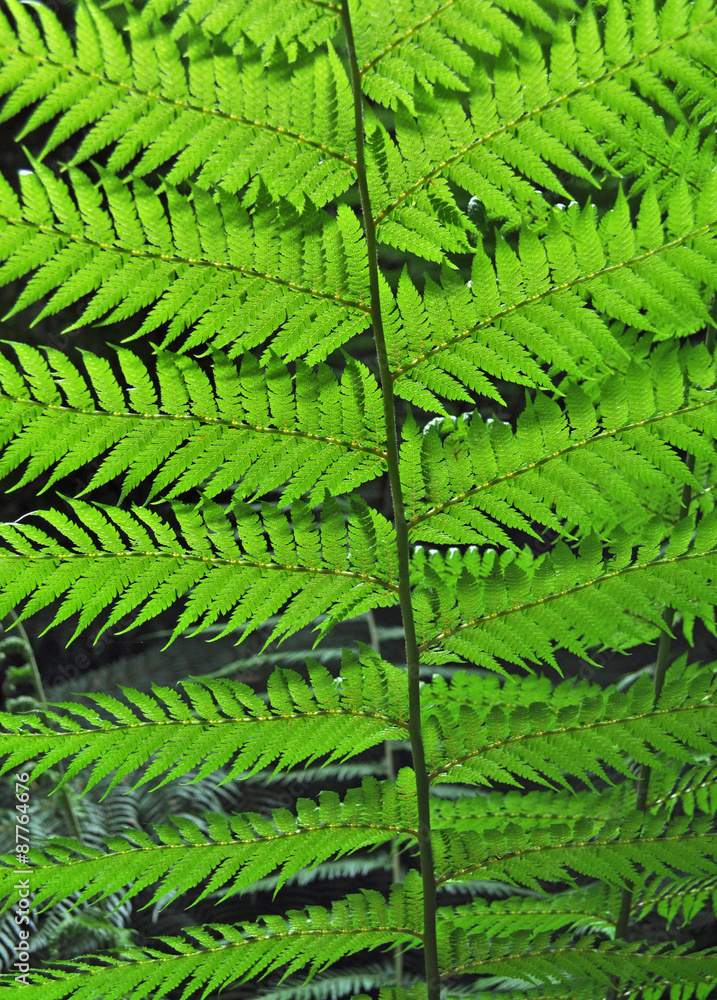 Green fern tree close-up Green fern tree close-up