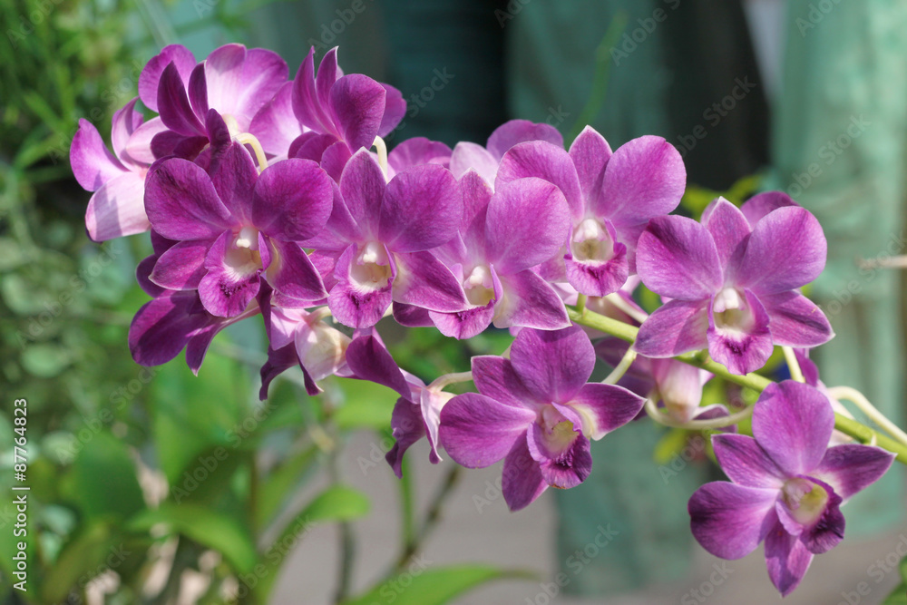 Obraz premium kwiaty orchidei