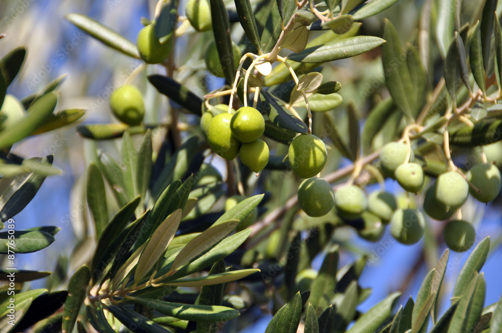Olivenbaum Olivenbaum