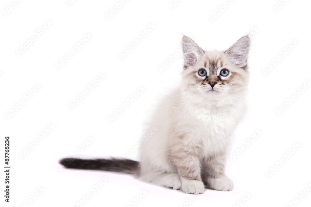 Small Siberian Neva Masquerade kitten on white background. Cat sitting.