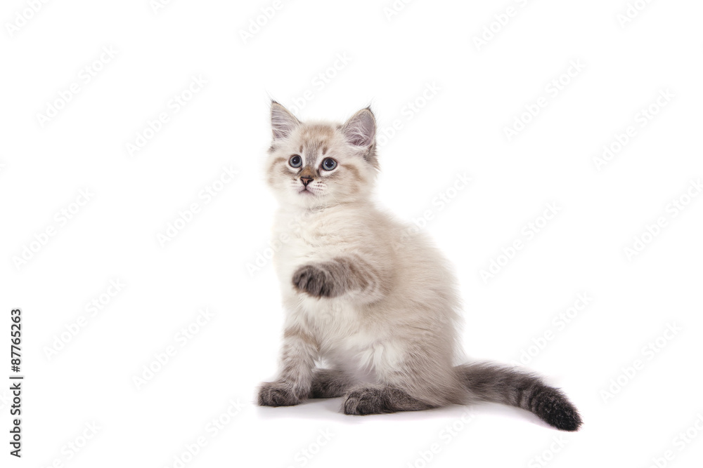 Fototapeta premium Small Siberian Neva Masquerade kitten on white background. Cat sitting.