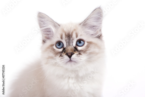 Small Siberian Neva Masquerade kitten on white background. Cat sitting. Portrait cat.