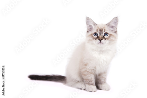 Small Siberian Neva Masquerade kitten on white background. Cat sitting. © D'Action Images