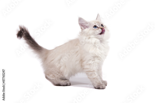 Small Siberian Neva Masquerade kitten on white background. Cat stand.