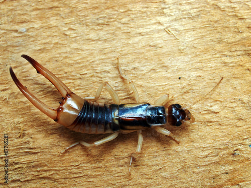 Adult male of Labidura riparia, a cosmopolitan species of earwig. 