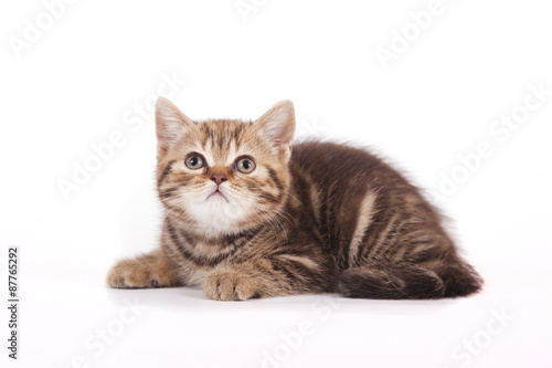 Small tabby British kitten on white background. Cat lying.