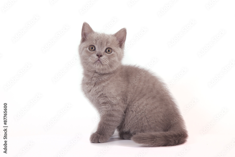 Small lilac British kitten on white background. Cat sitting.