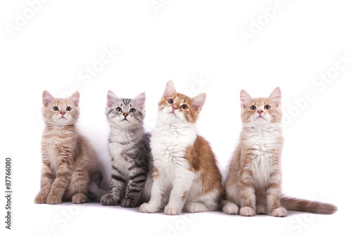 Fototapeta Naklejka Na Ścianę i Meble -  Four Siberian kittens on white background. Cat sitting.