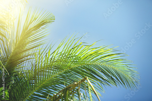 Palm leaves on blue sky background