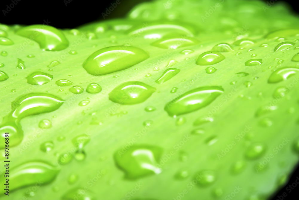 Water drops on leaf, dew drops.