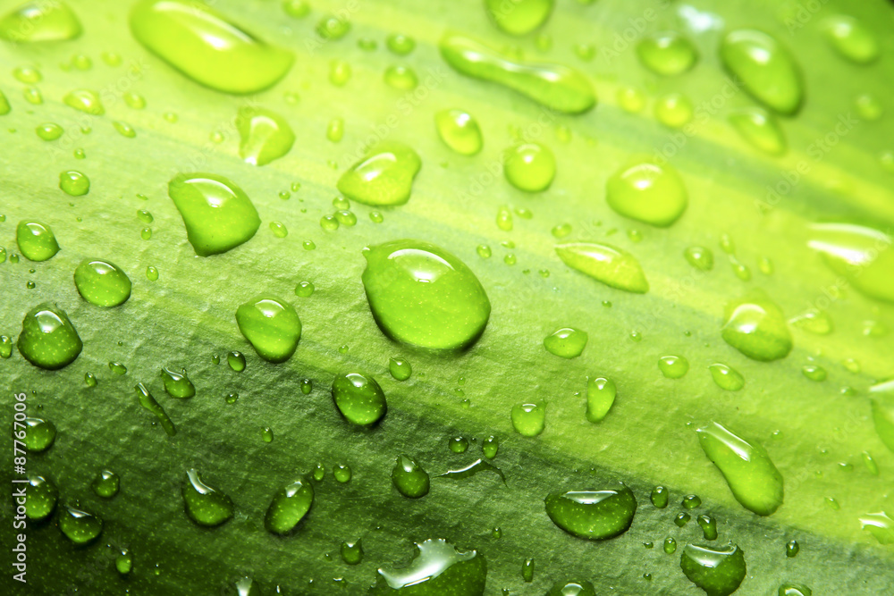 Water drops on leaf, dew drops.
