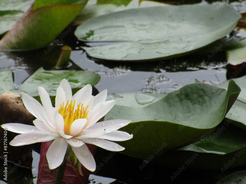 パプアニューギニアの国花 Images Browse 2 Stock Photos Vectors And Video Adobe Stock