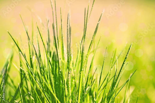 Green grass with dew  close up