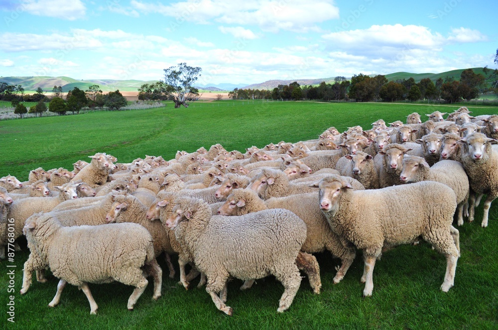 Fototapeta premium Sheep in Tasmania