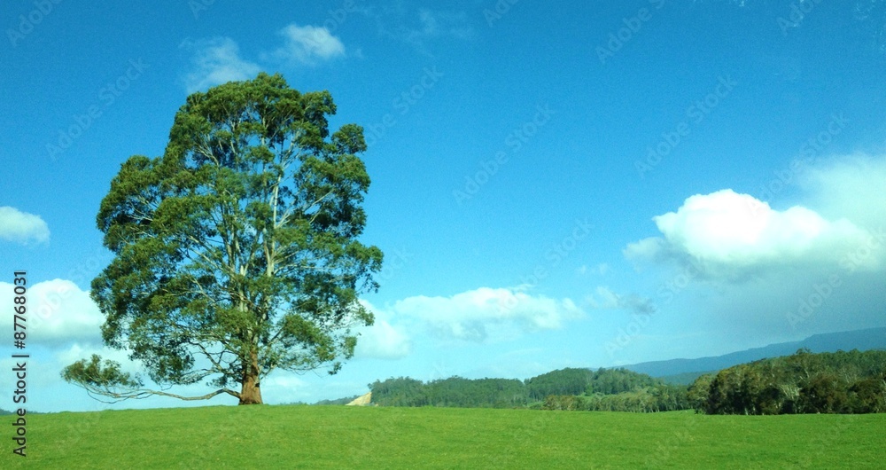 Fototapeta premium Tree in Tasmania