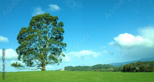 Tree in Tasmania