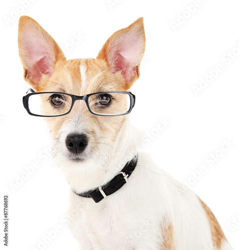 Cute dog with eyeglasses isolated on white © Africa Studio