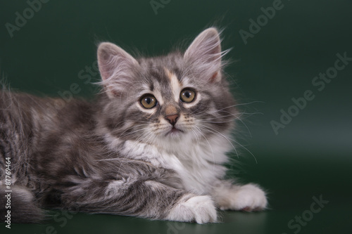  Small Siberian kitten on green background. Cat lying.