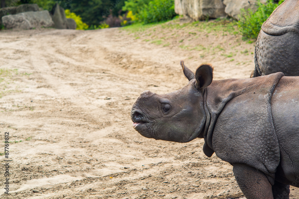 Obraz premium African rhino