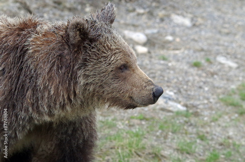 Wallpaper Mural Bär Torontodigital.ca